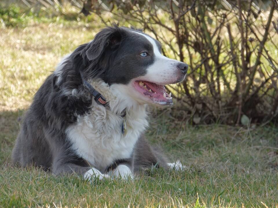 Blandrashund mellan Border Collie och Autrailian Shepheard