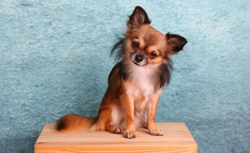 Chihuahua som sitter på en pall