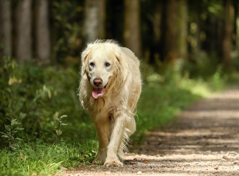 Golden Retriever ute och går