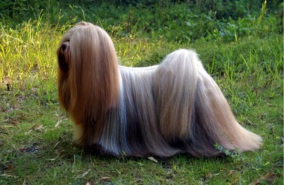 En Lhasa Apso hund