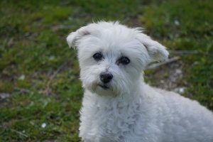 Mixed-breed dogs