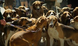 hunting-dogs