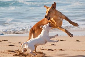 playing dogs